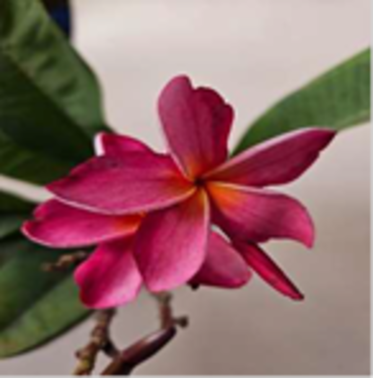 Exotic Thailand Mauve Plumeria Plant - Frangipani - 8-10" Cutting